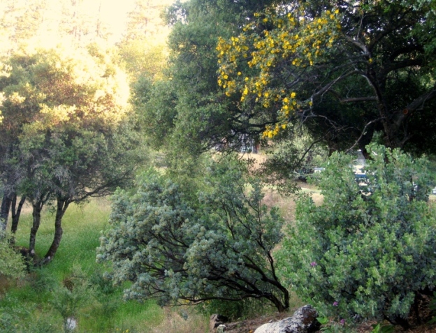 Flannel bush, Fremontodendron californicum