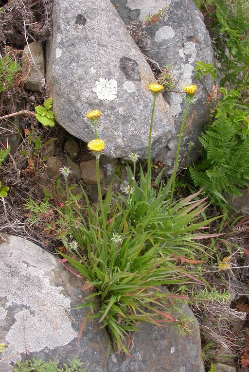 Grand Mountain Dandelion has a miniscule flower