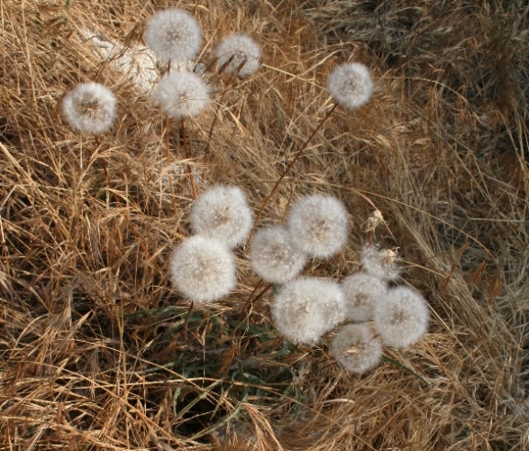 The Grand Mountain Dandelion seedheads is how to can distinguish them from the ordinary.