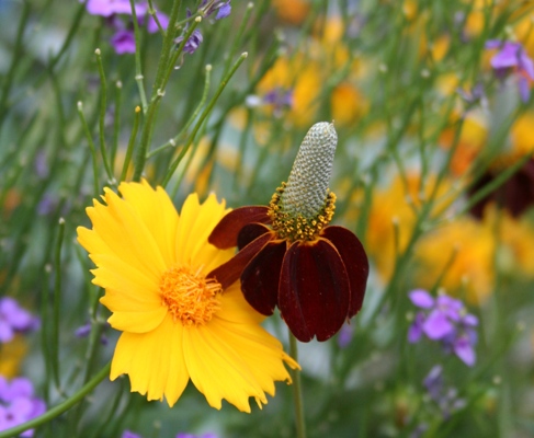 Coreopsis and Indian Hats, both native California wildflowers. 