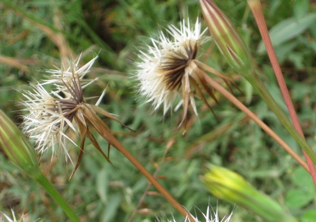 Lindley's Silverpuffs seed heads