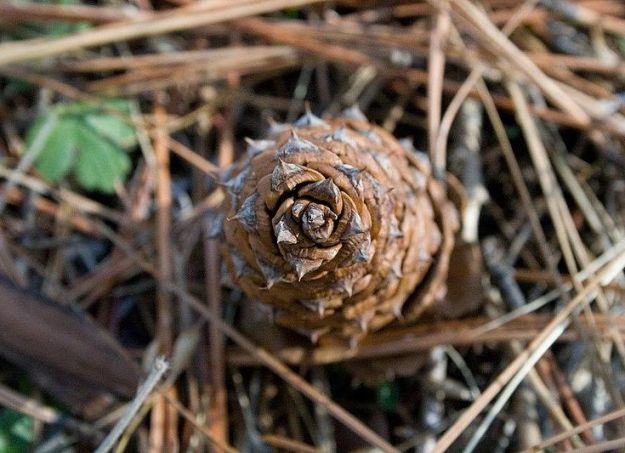 Pine cone spirals according to numbers
