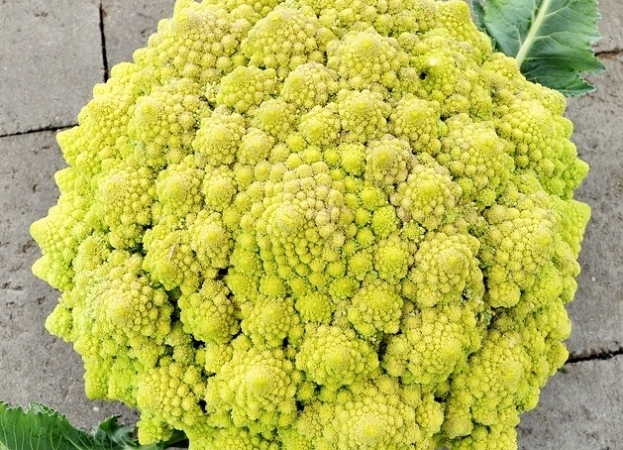 Can you see the spirals in this Romanesco broccoli?