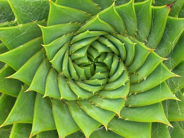 If you count the number of petals in this succulent, it will be a Fibonacci number