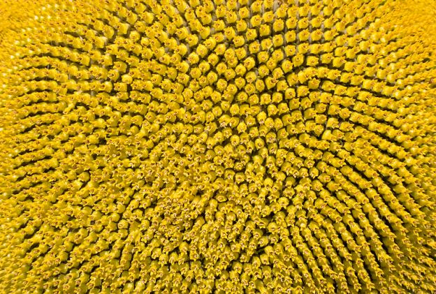 Sunflower pattern showing spirals