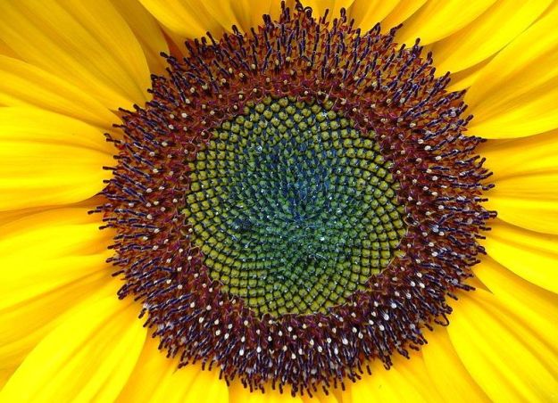 Sunflower seeds, beautiful patterns, but no time to count them...I'll take your word...
