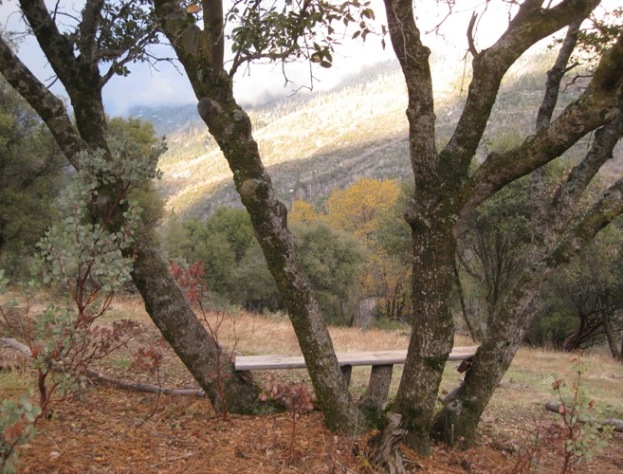 View from bench-in-a-tree, looking onto Peckinpah Ridge