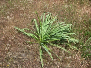 Wavy-leafed Soap Plant, Chlorogalum pomeridianum