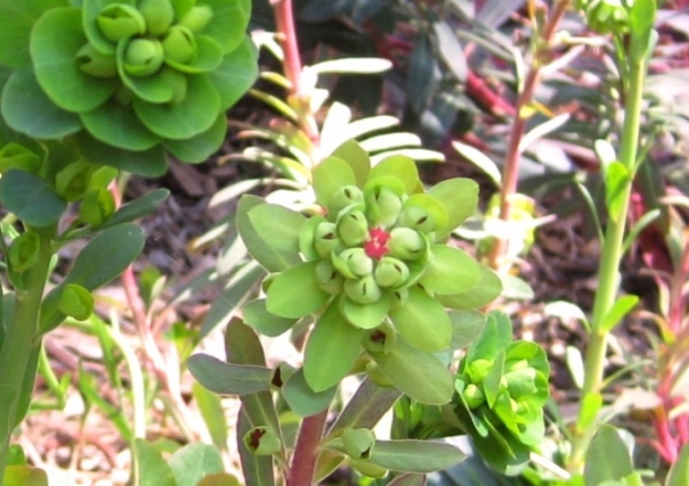 Wood Spurge, Euphorbia amygdaloides flower-bracts