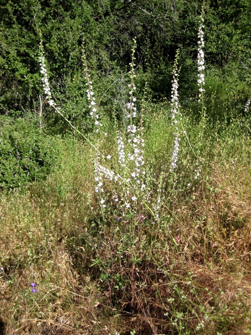 California larkspur, Delphinium californicum