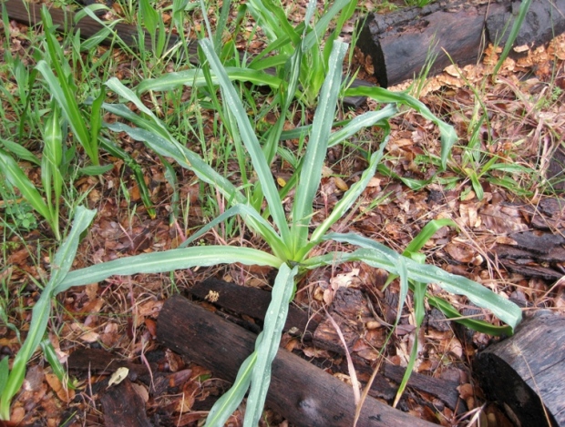 Chlorogalum pomeridianum , Wavyleaf Soap Plant early May