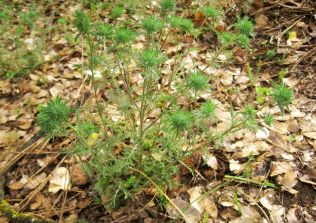 Downy Pincushionplant, Navarretia pubescens