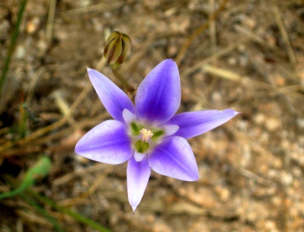 This show the star=like shape...monocots usually have flower parts in multiples of three.