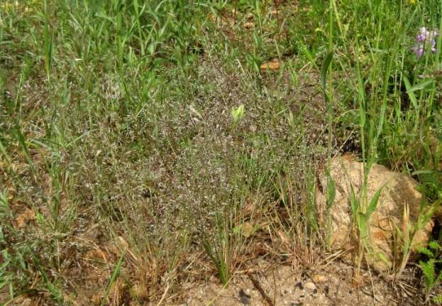 Indian Rice Grass, Achnatherum hymenoides