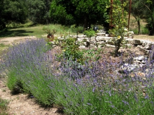 A nice mounding hedge of lavender will be the start of the herb garden