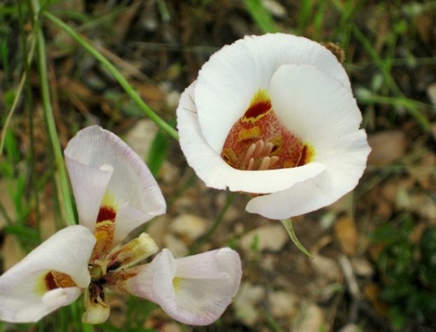 Mariposa Lily, Calochortus superbus