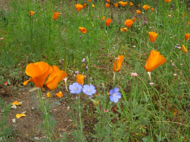 Poppies are fewer and the flax starting to apear and fill in