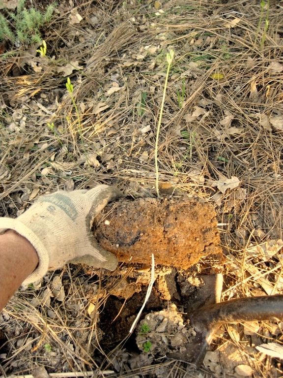 When planting a Cleveland sage in the field, I saw the surprising length of the stem and root
