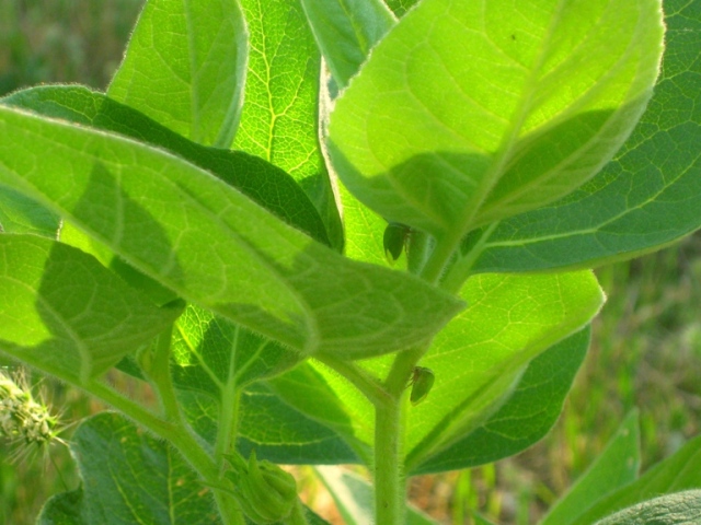 Wyethia with leaf bugs