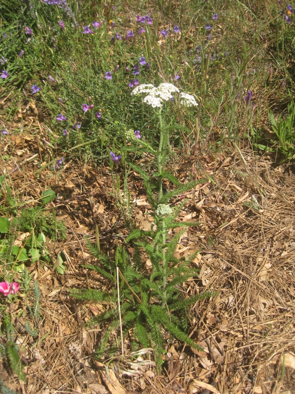 Common Yarrow, Achillea millefolium