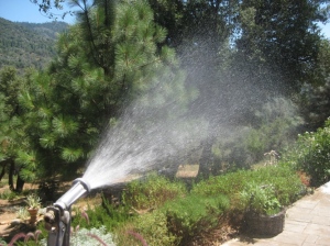 Handwatering is fun for awhile