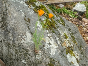 May- Poppy on the simplest of rock gardens