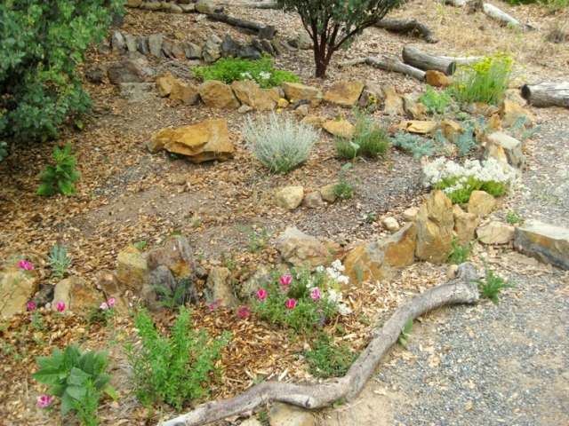 Mid-July rock garden