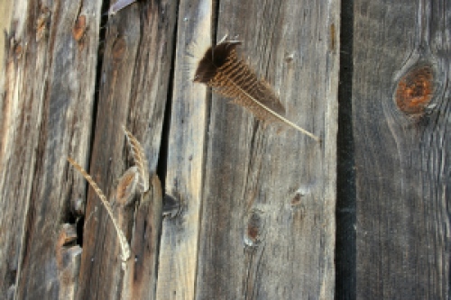 Turkey feathers stuck in the barn, Hornitos