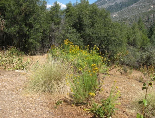 Endemic Goldenfleece Ericameria arborescens and planted Deergrass, Muhlenbergia rigens