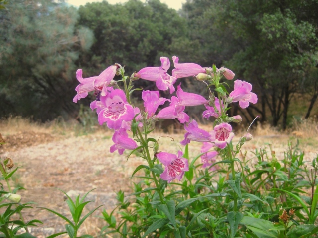 This Penstemon 'Violet Dusk' was one of my bargain $1 plants planted last fall.