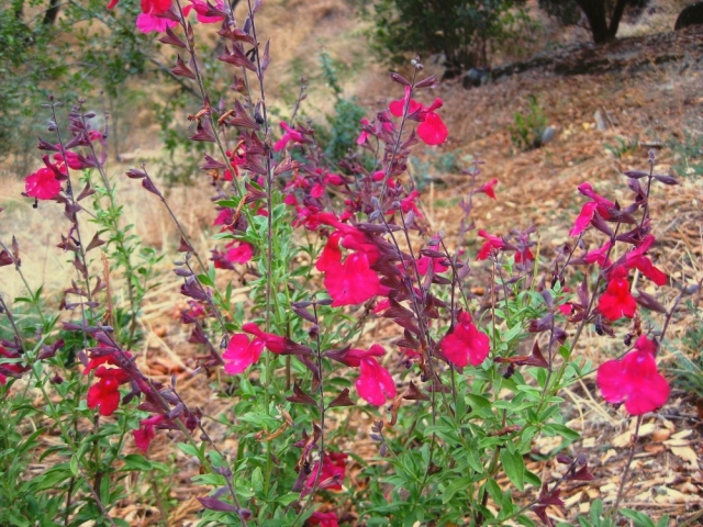 True and pure red Autumn sage