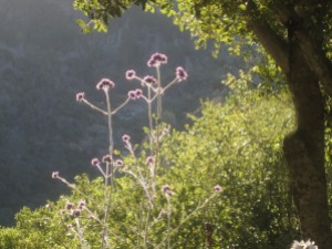 Verbena bonariensis and Oaks