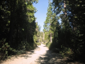 Backroads filled with pines, firs and cedars