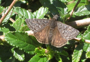 Butterfly or 'Skipper' in the genus Erynnis