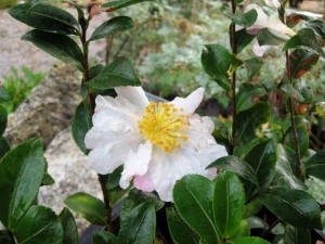 Camellia sasanqua 'Hana Jiman'