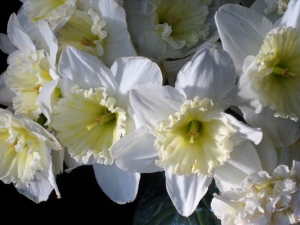 'Ice Follies' Daffodils