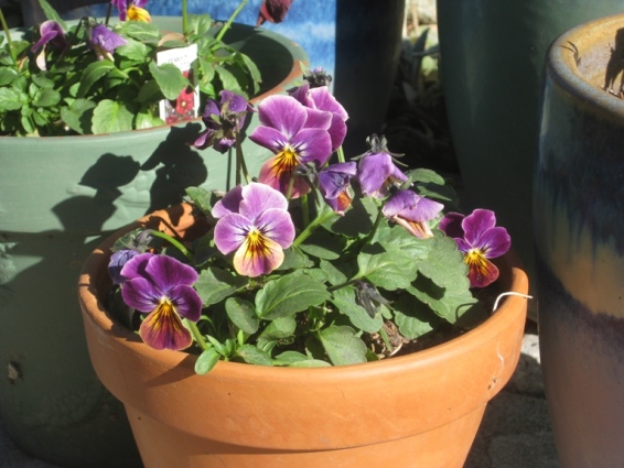 Viola 'Lilac Rose' goes well in terra cotta