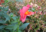 Snapdragons in January