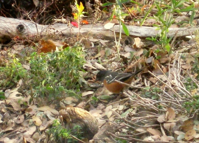 Spotted Towhee digs for grubs. Good!