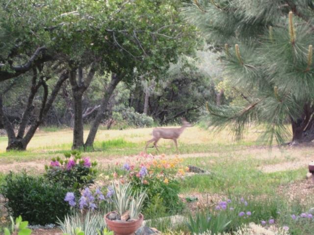 2011 Spring Rain garden deer