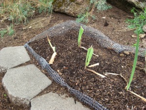 Newly planted iris bed shows the rolled edges
