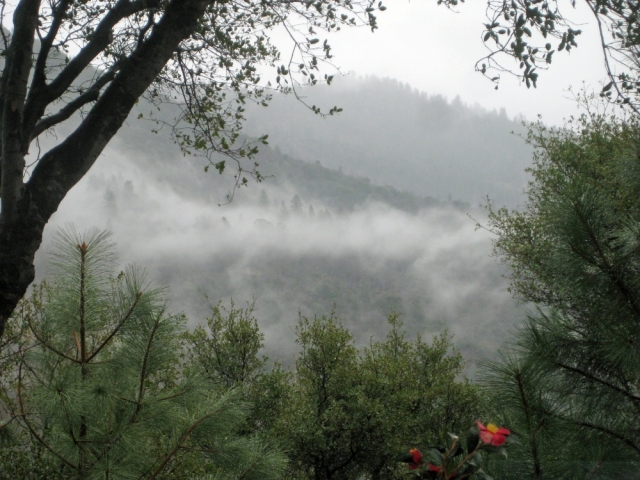 Pines appear through clouds and fog moves through the valley.