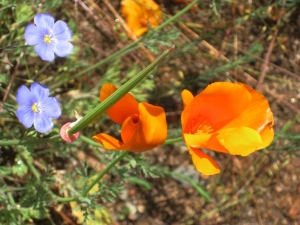 Orange California poppy with soft Baby blue eyes