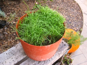 Pot full of grass