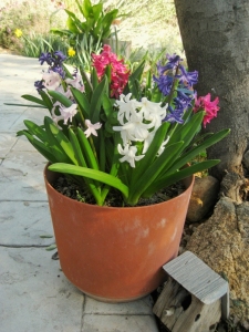 Pot of Hyacinth bulbs