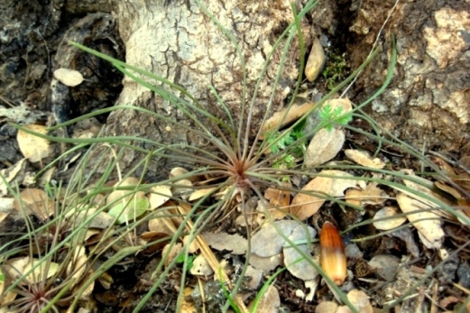 Spidery Claytonia parviflora Miner's Lettuce seedling