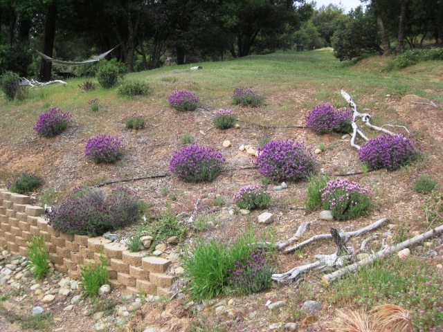 lavender in full bloom grows well in the gravely soil