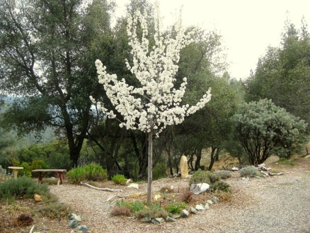 Pear tree in bloom