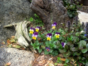 Tiny violas self seed in the rocky soil
