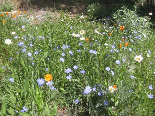 The flax took two seasons to bloom, but oh, well worth the wait!